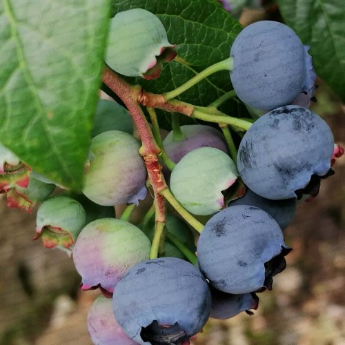 Pot Grown Blueberry Bush Chandler | ScotPlants Direct